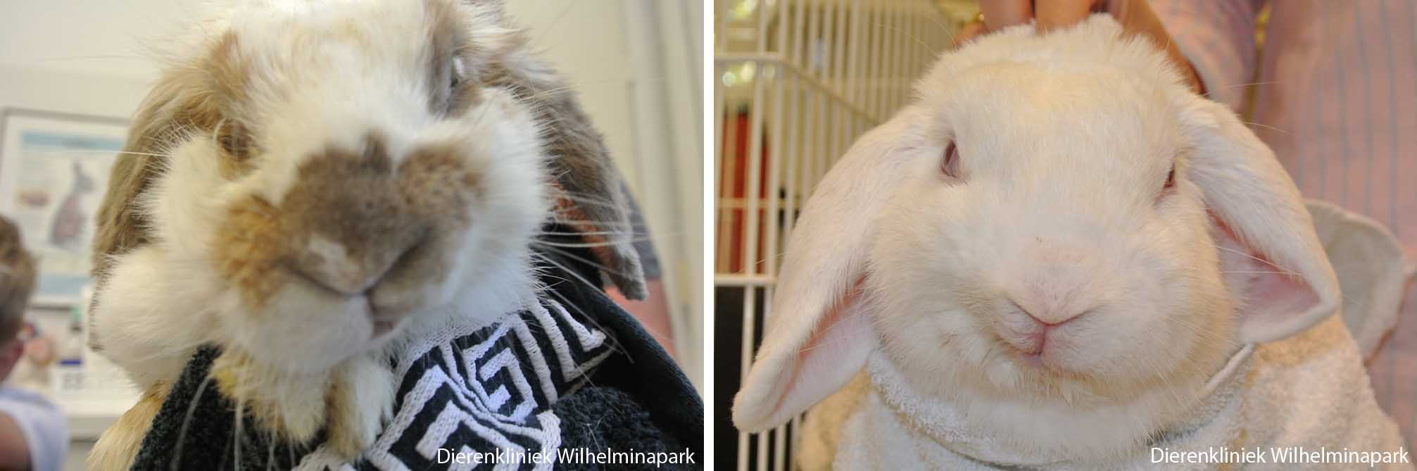 Een konijn met een asymmetrische kop ten gevolge van een facialis paralyse